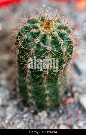 Kaktuspflanzen im Hausgarten. Es handelt sich um den Gattungsnamen Cactus und den Artennamen Ferocactus pilosus. Stockfoto