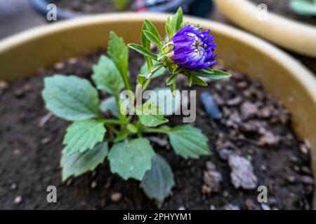 Ein Strauß violetter Chrysanthemen in einem Topf im Garten. Makro-Nahaufnahme der violetten Chrysanthemen-Blume. Wunderschöne Chrysanthemen schließen sich Stockfoto