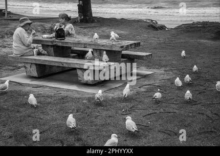 Möwen umgeben Picknicker und warten darauf, dass jemand einen Chip fallen lässt, Orewa, Nordinsel, Neuseeland Stockfoto