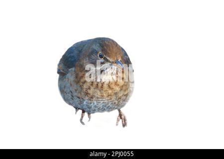 Vogeldrossel gekürzt. Um die Komposition zu verwenden. Isoliertes Tier. Braune Federn. Tierfoto Stockfoto