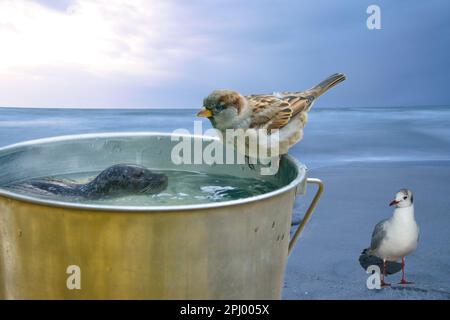 Mit einem Eimer, auf dem ein Sperling und eine Schwimmrobbe sitzen. Das Meer und die Möwe. Komische Komposition Stockfoto