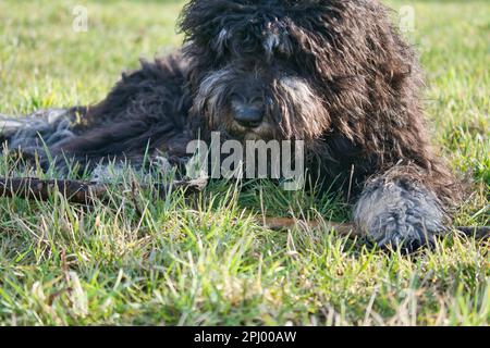 Schwarzer Goldendoodle liegt auf dem Rasen mit einem Stock. Treuer Begleiter, der auch als Therapiehund geeignet ist. Haustierfoto eines Haustieres Stockfoto