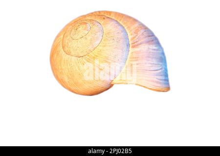 Schneckenausschnitt. Detaillierte Schale einer Schnecke. Zur Weiterverarbeitung z. B. für das Kompostieren. Stockfoto