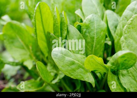 Frische grüne Sorrel-Pflanze wächst im Garten am Frühlingstag, Schließung Stockfoto