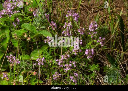 Blühender Duft Thymus serpyllum, Breckland Wildthymian, Kriechthymian oder Elfinthymian Nahaufnahme, Makrofoto. Wunderschönes Essen und Heilpflanze i Stockfoto