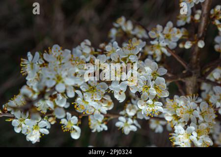 Prunus spinosa, Schwarzdorn oder Schlehe genannt, ist eine Art Blütenpflanze in der Rosenfamilie Rosaceae. Prunus spinosa, Schwarzdorn oder Schlehe genannt Stockfoto