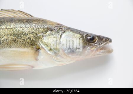 Kopf und Kiefer eines Zanders, Sander lucioperca. Zander ist eine räuberische Spezies, die andere Fische ausbeutet. Zander wurde in den 1 Jahren in Großbritannien eingeführt Stockfoto