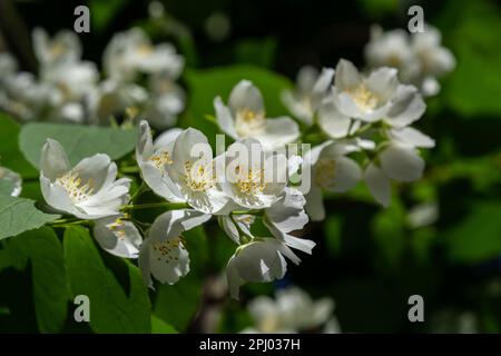 Nahaufnahme von schüsselförmigen weißen Blumen mit markanten gelben Strähnen des süßen orangefarbenen oder englischen Hundeholzes. Philadelphus coronarius in Sunli Stockfoto