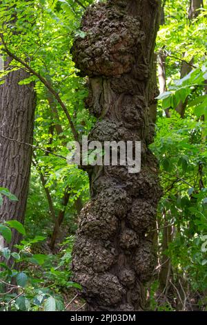 Die Form der Pflanzenkrankheit am Rumpf. Diese Verbreitung auf dem Hauptstamm nimmt seit mehreren Jahren zu. Stockfoto