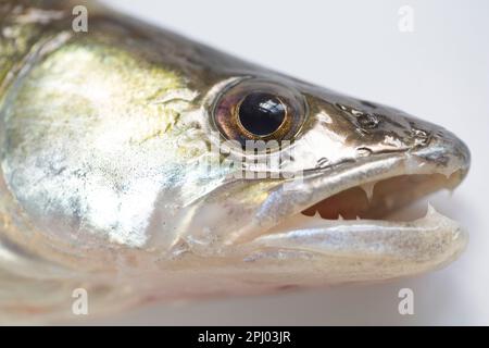 Kopf und Kiefer eines Zanders, Sander lucioperca. Zander ist eine räuberische Spezies, die andere Fische ausbeutet. Zander wurde in den 1 Jahren in Großbritannien eingeführt Stockfoto