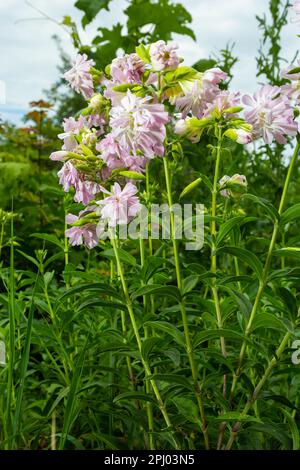 Saponaria officinalis weiße Blumen im Sommergarten. Gewöhnliches Seifenkraut, Hüpfwette, Krähenseife, wilde, süße William-Pflanze. Stockfoto