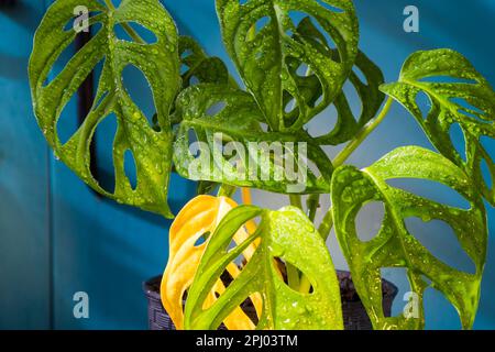 Eine lebhafte Monstera-Pflanze in einem schwarzen Topf, vor einer dramatischen dunkelblauen Wand Stockfoto