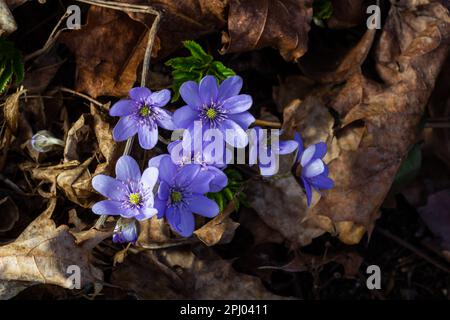 Wunderschöne Makroaufnahme einer ersten einzelnen Wildblume große blaue Hepatisa Hepatisa transsylvanica, die im Frühling unter trockenen Blättern zu blühen beginnt. Stockfoto