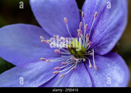 Wunderschöne Makroaufnahme einer ersten einzelnen Wildblume große blaue Hepatisa Hepatisa transsylvanica, die im Frühling unter trockenen Blättern zu blühen beginnt. Stockfoto