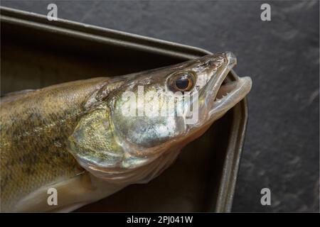 Kopf und Kiefer eines Zanders, Sander lucioperca. Zander ist eine räuberische Spezies, die andere Fische ausbeutet. Zander wurde in den 1 Jahren in Großbritannien eingeführt Stockfoto