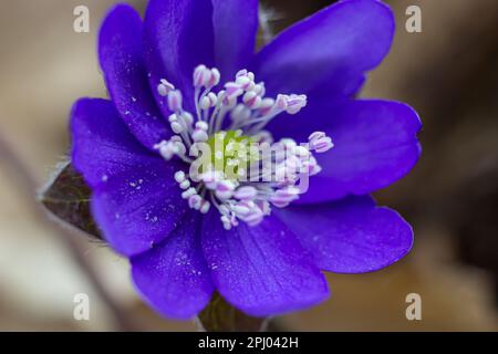 Wunderschöne Makroaufnahme einer ersten einzelnen Wildblume große blaue Hepatisa Hepatisa transsylvanica, die im Frühling unter trockenen Blättern zu blühen beginnt. Stockfoto