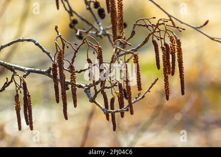 Kleiner Ast von schwarzer Erle Alnus glutinosa mit männlichen Katzenmuscheln und weiblichen roten Blüten. Blühende Erle im Frühling wunderschöner natürlicher Hintergrund mit klarem Stockfoto