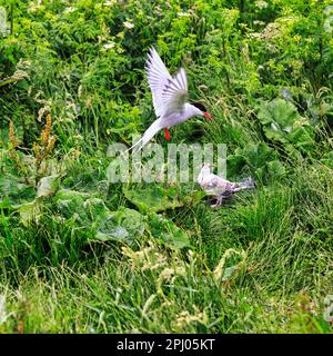 Arktische Seezunge (Sterna paradisaea), Jungvogel im Gras, der darauf wartet, gefüttert zu werden, Staple Island, Archipel, Naturschutzgebiet Farne Islands, Farne Islands Stockfoto