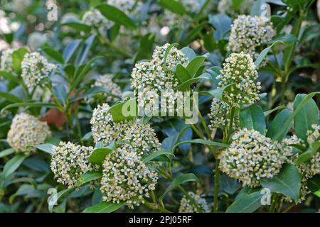 Skimmia Japonica 'Fragrans' in Blume. Stockfoto