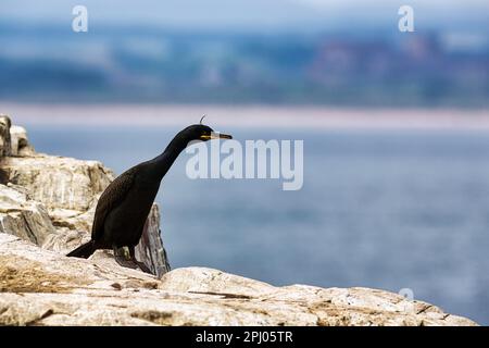 Gemeine Fliege (Phalacrocorax aristotelis) auf Felsen in der Nordsee, Staple Island, Archipel, Naturschutzgebiet Farne Islands, Farne Islands Stockfoto