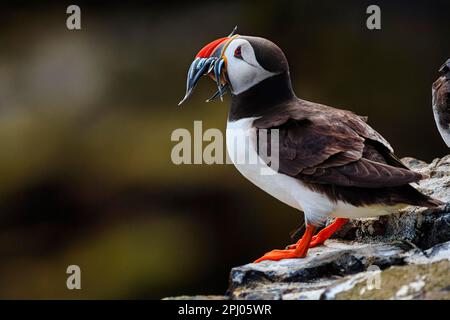 Puffin (Fratercula Arctica), Puffin auf Felsen, Sandaale (AmmodytidaeI) in Schnabel, Staple Island, Naturschutzgebiet Farne Islands, Farne Islands, Farne Stockfoto