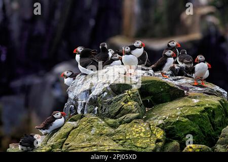 Puffin (Fratercula Arctica), Puffin mit Razorbill (Alca torda) auf Bird Rock, Staple Island, Naturschutzgebiet Farne Islands, Farne Islands Stockfoto
