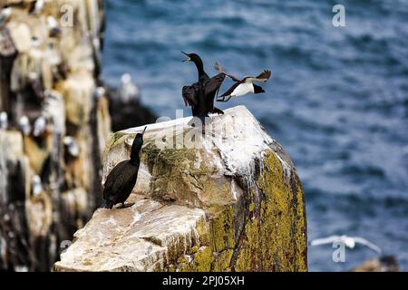 Gemeine Fliege (Phalacrocorax aristotelis), ruft Vogelgestein, Staple Island, Archipel, Farne Islands Naturschutzgebiet, Farne Inseln Stockfoto