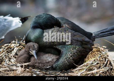 Seezunge (Phalacrocorax aristotelis), alter Vogel mit Küken, Jungvogel im Nest, Staple Island, Archipel, Naturschutzgebiet Farne Islands, Farne Stockfoto