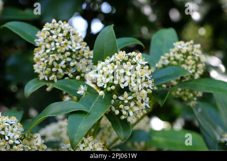 Skimmia Japonica 'Fragrans' in Blume. Stockfoto
