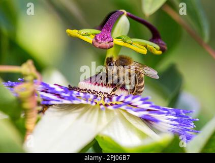 Honigbiene (APIs mellifera) auf blauer Passionsblume (Passiflora caerulea), Deutschland Stockfoto