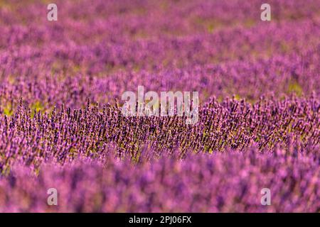 Lavendel (Lavandula), Lavendelfeld in der Nähe von Banon, Provence, Pays de Banon, Departement Alpes-de-Haute-Provence, Frankreich Stockfoto