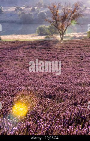 Lavendel (Lavandula), Lavendelfeld in der Nähe von Banon, Provence, Pays de Banon, Departement Alpes-de-Haute-Provence, Frankreich Stockfoto