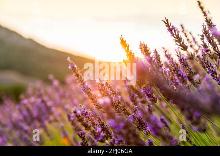 Lavendel (Lavandula), Lavendelfeld in der Nähe von Banon, Provence, Pays de Banon, Departement Alpes-de-Haute-Provence, Frankreich Stockfoto