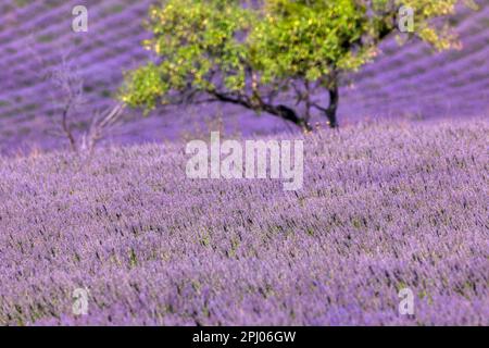 Lavendel (Lavandula), Lavendelfeld in der Nähe von Banon, Provence, Pays de Banon, Departement Alpes-de-Haute-Provence, Frankreich Stockfoto