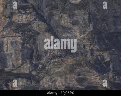 Jungbärtiger Geier (Gypaetus barbatus) am Auge, Pinzgau, Österreich Stockfoto