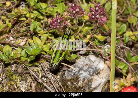 Bergkricket (Epipodisma pedemontana), Pinzgau, Österreich Stockfoto