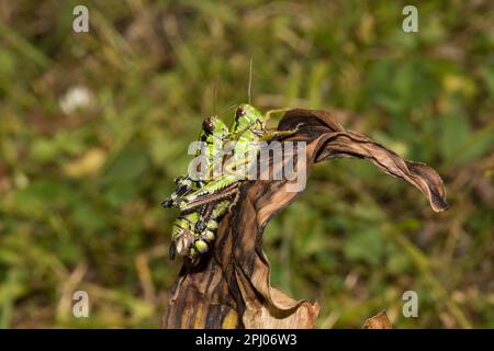 Bergkricket (Epipodisma pedemontana), Pinzgau, Österreich Stockfoto