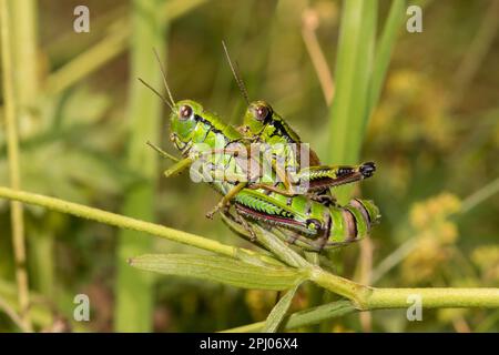 Bergkricket (Epipodisma pedemontana), Pinzgau, Österreich Stockfoto