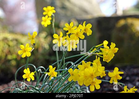 Gelbes Narcissus Jonquil in Blüte. Stockfoto