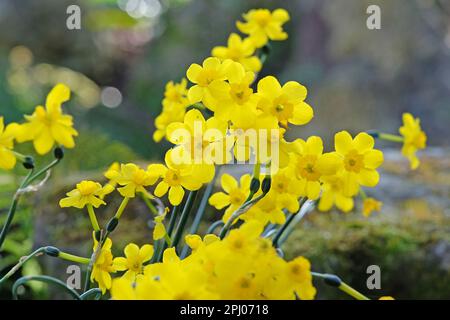 Gelbes Narcissus Jonquil in Blüte. Stockfoto