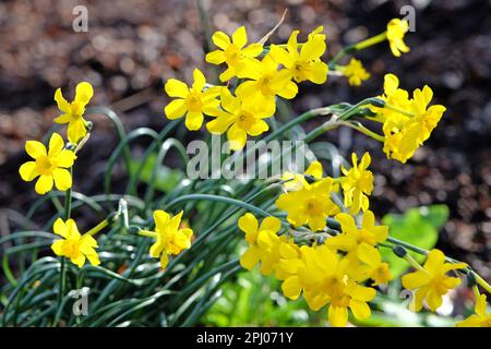 Gelbes Narcissus Jonquil in Blüte. Stockfoto