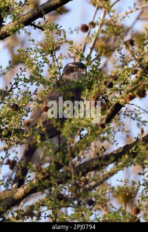 Perfekt versteckt... Goshawk ( Accipiter gentilis ) hoch oben, gut getarnt in den Zweigen einer Lärche Stockfoto