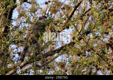 Perfekt versteckt... Goshawk ( Accipiter gentilis ) hoch oben, gut getarnt in den Zweigen einer Lärche Stockfoto