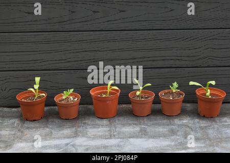 Setzlinge aus Topf Marigold (Calendula officinalis) und französischer Marigold (Tagetes patula) in Terrakotta-Pflanzen aus Kunststoff im Sommer, Quebec, Kanada. Das Hier Stockfoto