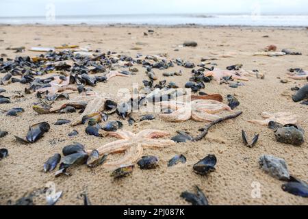 Saltburn-by-the-Sea, North Yorkshire. 30. März 2023 Tausende toter Muscheln, Rasiermuscheln, Sternfische und andere Meeresbewohner, zusammen mit großen Mengen Kohle, sind in den letzten Tagen am Saltburn Beach angespült worden. Die Umweltagentur erklärt, dass das Wetter dieses Ereignis verursacht hat, aber einige Einheimische fragen sich, wie der Tod so vieler Meeresbewohner geschehen ist, insbesondere angesichts der Masse, die 2021 entlang der Nordostküste verstarb, die einige Menschen mit der Verschmutzung in Verbindung gebracht haben. Kredit: David Forster/Alamy Live News Stockfoto