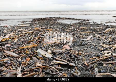 Saltburn-by-the-Sea, North Yorkshire. 30. März 2023 Tausende toter Muscheln, Rasiermuscheln, Sternfische und andere Meeresbewohner, zusammen mit großen Mengen Kohle, sind in den letzten Tagen am Saltburn Beach angespült worden. Die Umweltagentur erklärt, dass das Wetter dieses Ereignis verursacht hat, aber einige Einheimische fragen sich, wie der Tod so vieler Meeresbewohner geschehen ist, insbesondere angesichts der Masse, die 2021 entlang der Nordostküste verstarb, die einige Menschen mit der Verschmutzung in Verbindung gebracht haben. Kredit: David Forster/Alamy Live News Stockfoto