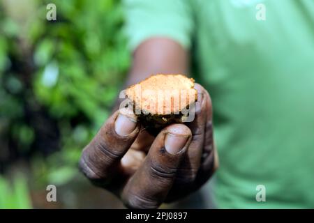 Frisch geerntete und geschnittene Kurkuma (Curcuma longa), Mauritius Stockfoto