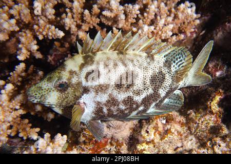 Gefleckte Kaninchen (Siganus stellatus laqueus), Kaninchen, Nachtfärbung, Abu Fendera Tauchplatz, Ägypten, Rotes Meer Stockfoto