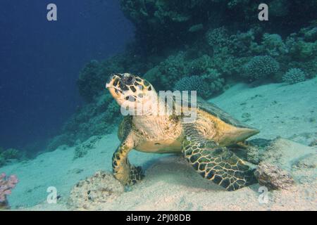 Eine im Sand ruhende Falkenschildkröte (Eretmochelys imbricata). Tauchplatz House Reef, Mangrove Bay, El Quesir, Rotes Meer, Ägypten Stockfoto