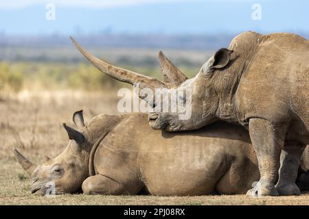 Weißes Nashorn (Ceratotherium simum), Gruppe, Solio Ranch, Kenia Stockfoto